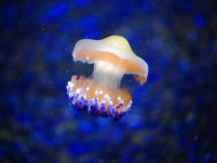  p>水母(英文名称:jelly fish):是水生环境中重要的 a target="_blank