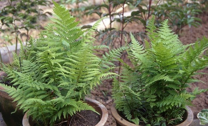  p data-id="gnveyopy0r">蕨叶,顾名思义,指的是蕨类植物的叶片. /p>