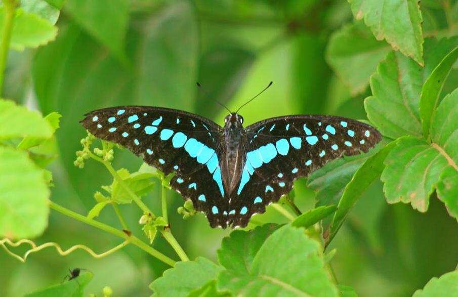 蓝带青凤蝶