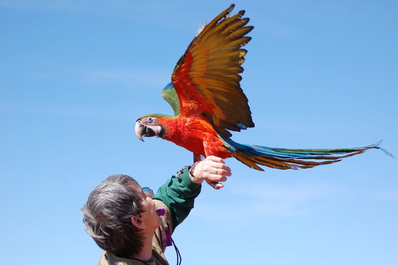  p>小丑金刚鹦鹉(harlequin   macaw):是由两种不同的 a>金刚鹦鹉 /a>