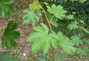 无刺掌叶悬钩子