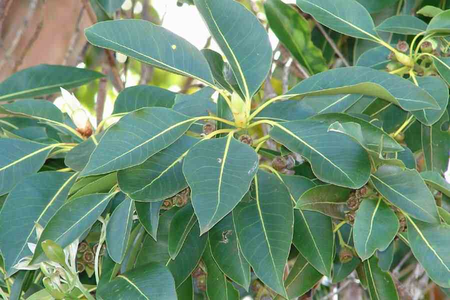 tristania conferta r. br.