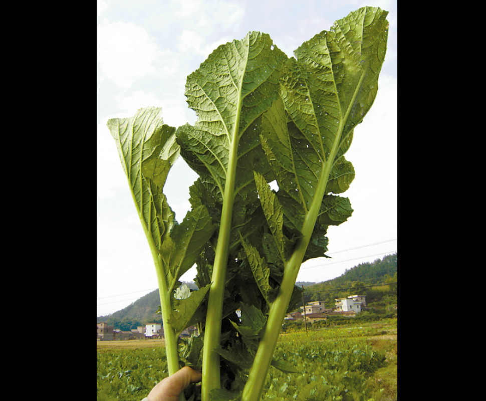  p>芥菜(学名: i>brassica juncea /i>   (l.) czern. et coss.