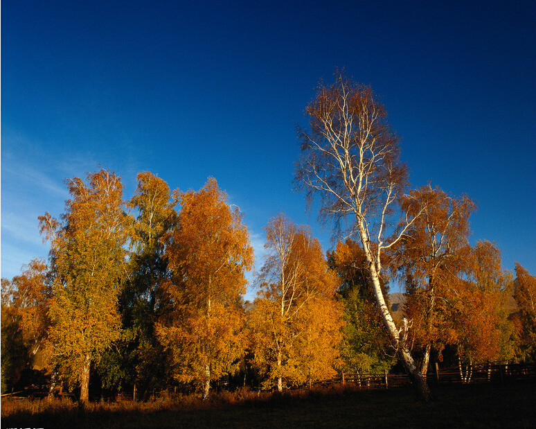  p>桦树是桦木属植物的通称.
