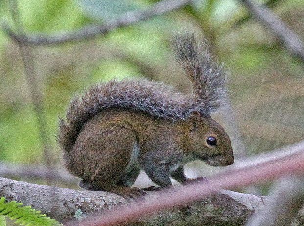 deppes squirrel