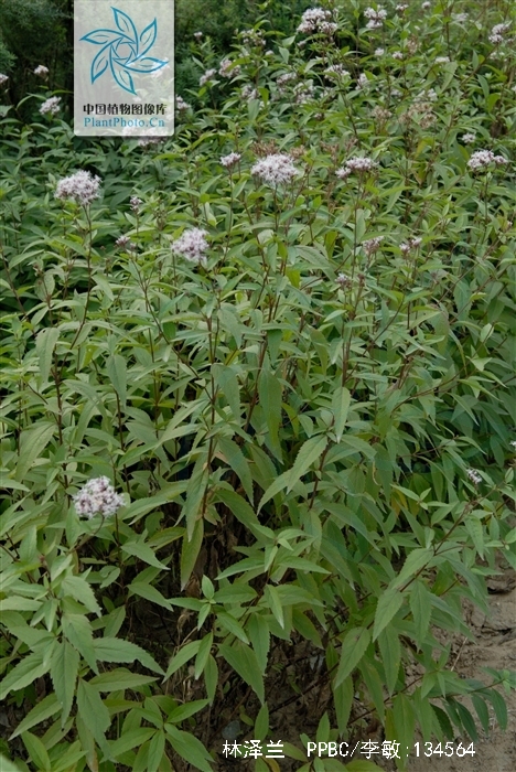  p>林泽兰,别名叫 a href="#" data-lemmaid="4733365">白鼓钉 /a>或