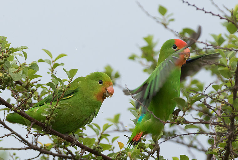  p>红脸牡丹鹦鹉(学名: i>agapornis pullarius /i>):体长15厘米,体重