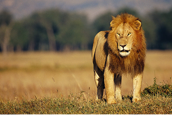  p>马赛狮是狮子的原亚种,俗称东非狮.