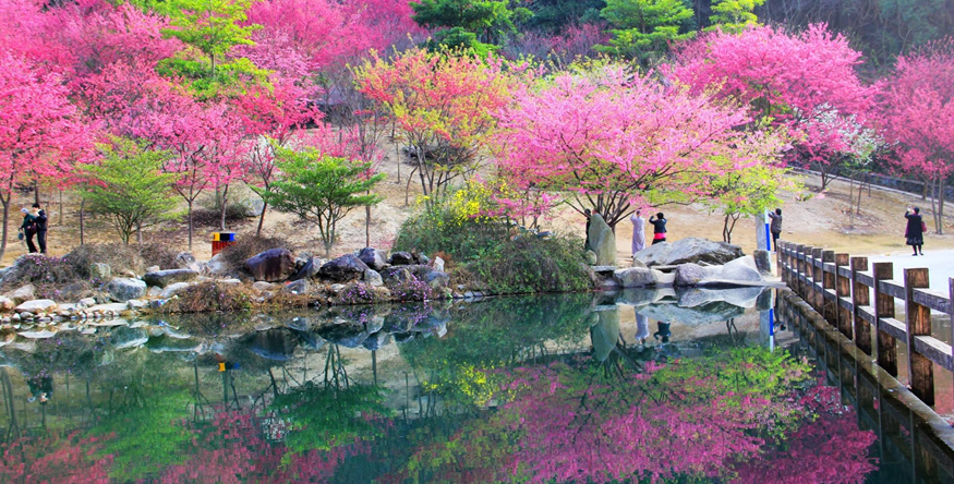樱花谷森林公园