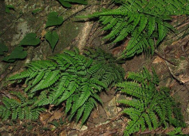  p>草叶耳蕨( a target="_blank" href="/item/学名/8074290" data