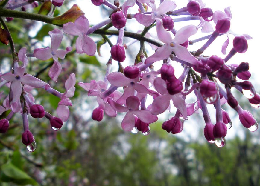 管状花冠