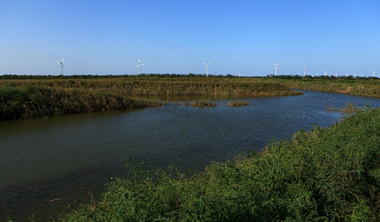 大丰国家海涂湿地公园