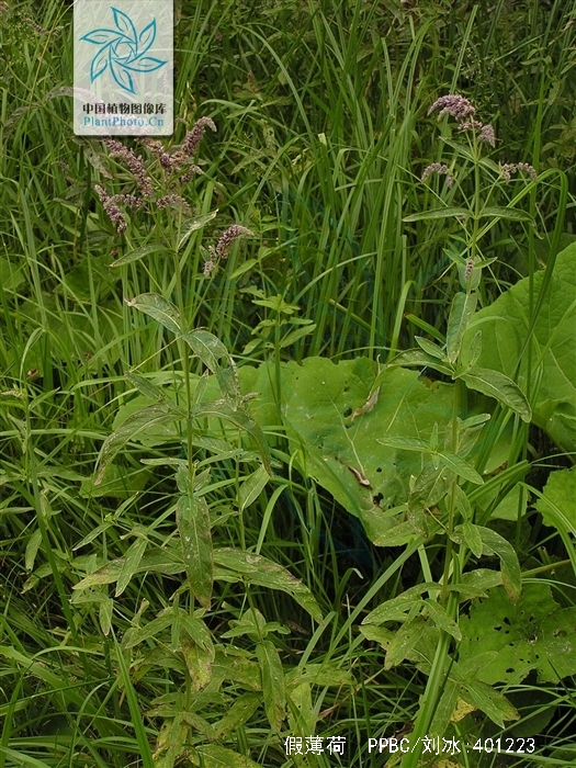  p>假薄荷(拉丁学名:mentha asiatica boriss.-bekrj.