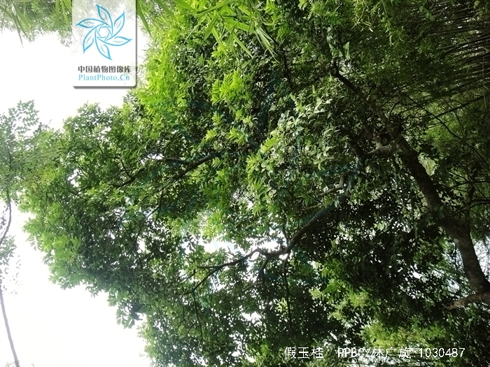  p>假玉桂(学名: i>celtis timorensis /i> span.