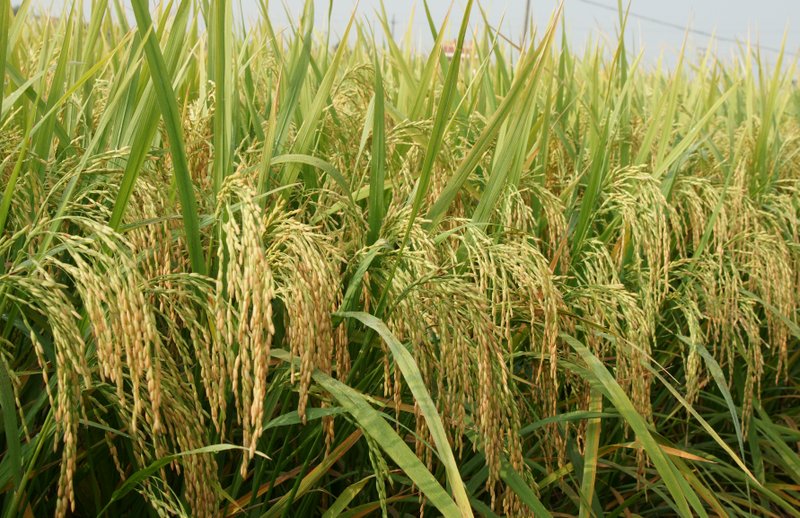  p>嘉优968,籼型三系杂交水稻, a target="_blank" href="/item/南充