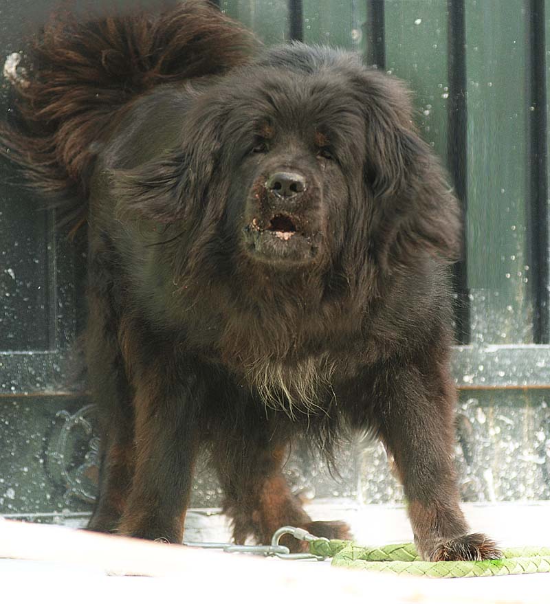  p data-id="gnvez2l6fw">苍猊犬(tibetan mastiff), a target="