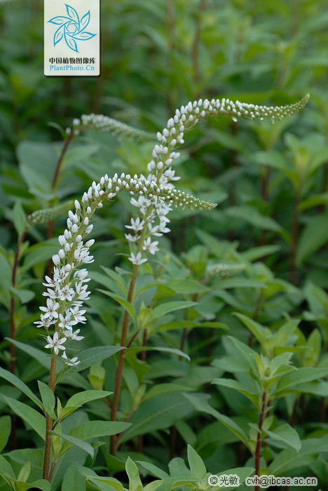 虎尾草