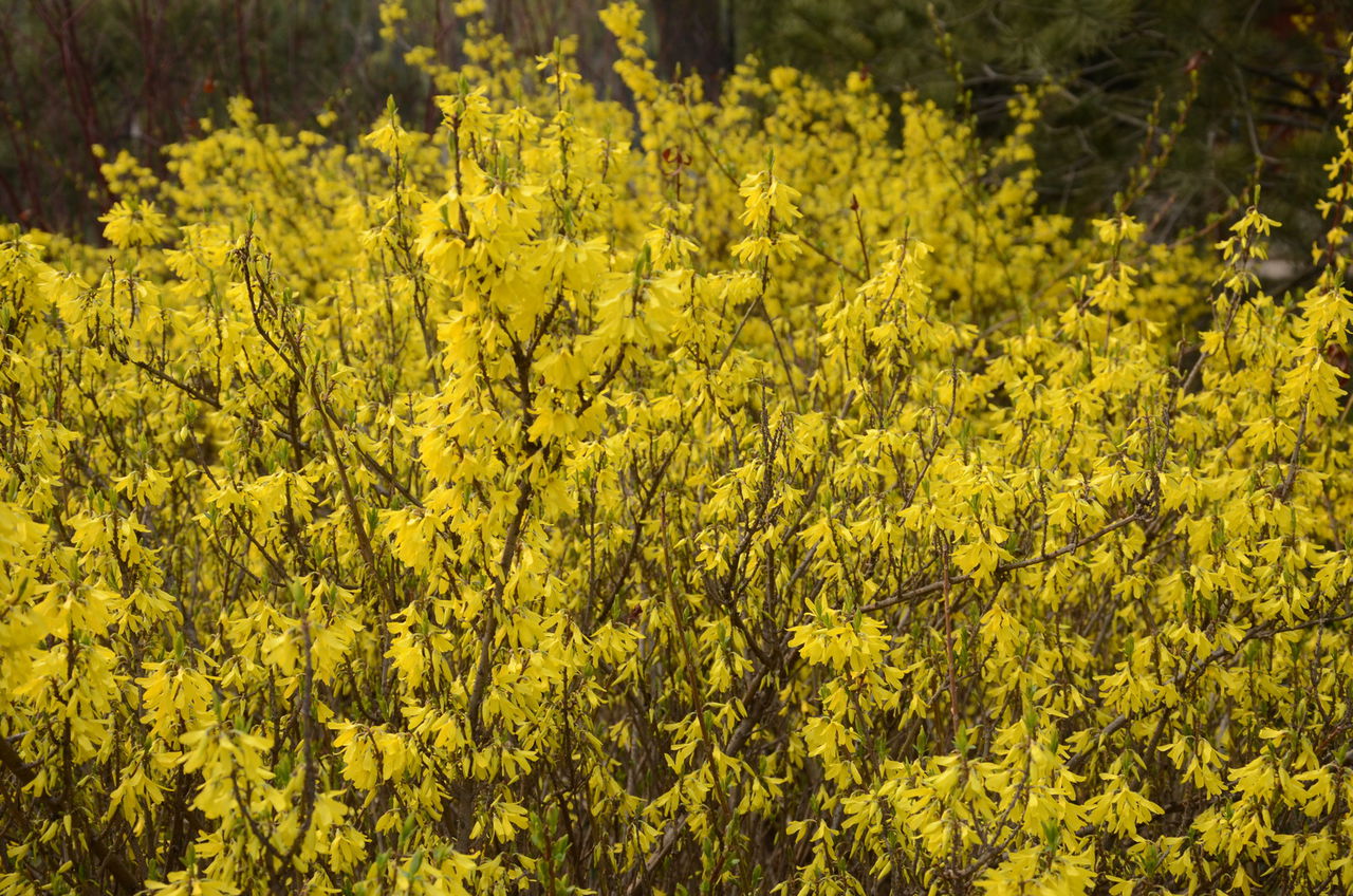 p>连翘(拉丁学名: i>forsythia suspensa /i>):是 a target="_blank"