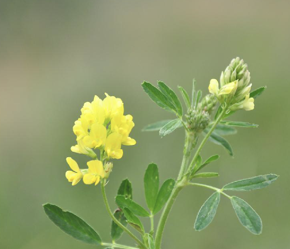 黄花苜蓿