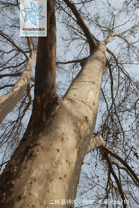  p>二球悬铃木(学名: i>platanus acerifolia /i> (aiton) willdenow)