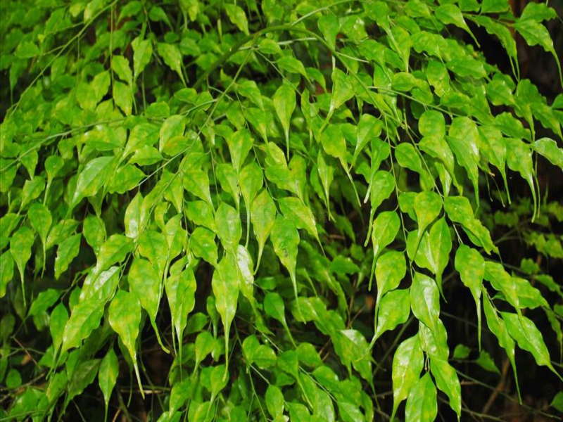 capparis urophylla f. chun