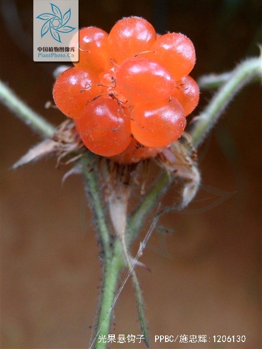  p>光果悬钩子(学名:rubus glabricarpus cheng)是蔷薇科悬钩子属的