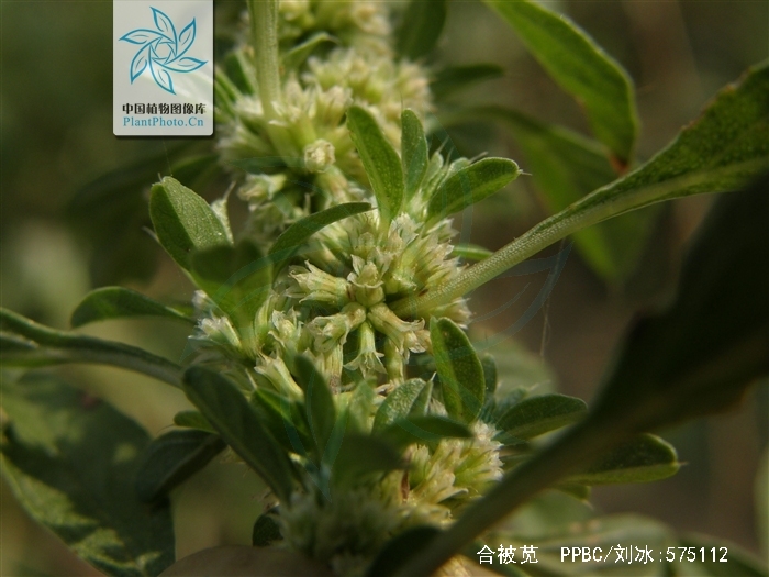  p>合被苋,石竹目 a href="#">苋科 /a>苋属,目原产于加勒比海岛屿