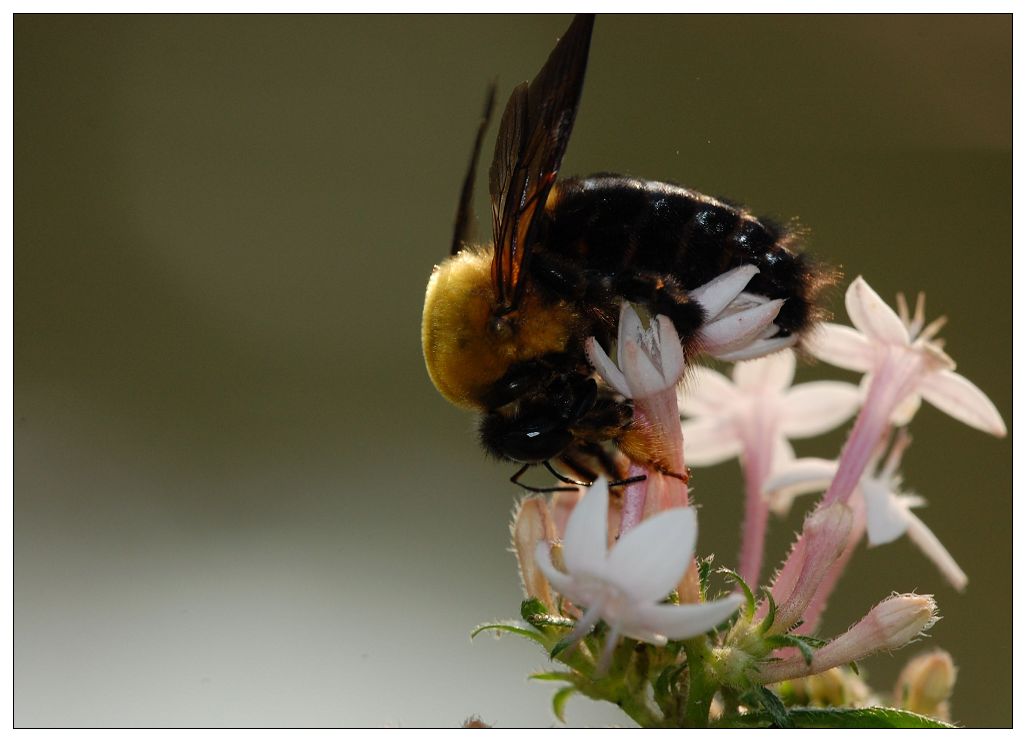  p>中华木蜂, i>xylocopa sinensis /i> smith, a href="#">蜜蜂科 /a