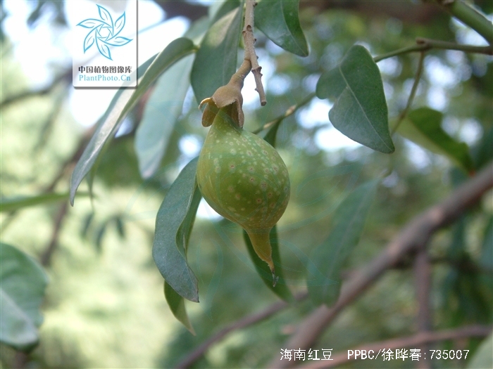  p>海南红豆(学名: i>ormosia pinnata  /i>(lour.) merr.