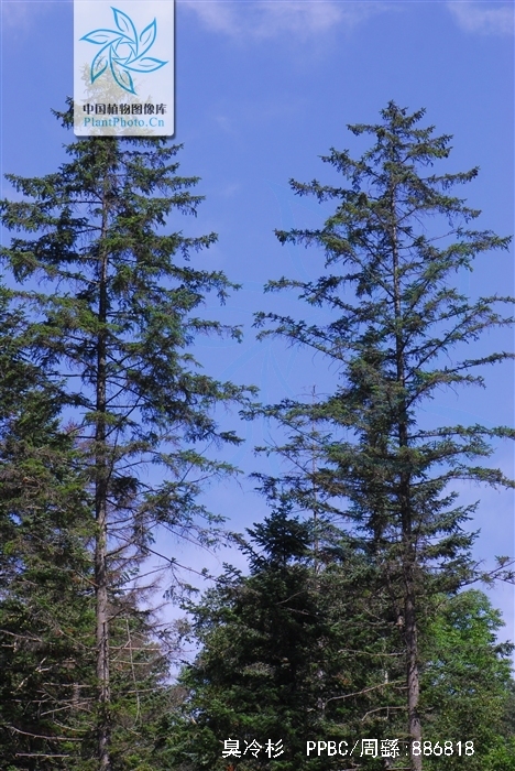  p>臭冷杉(拉丁学名: b>abies /b>  b>nephrolepis /b> (trautv.