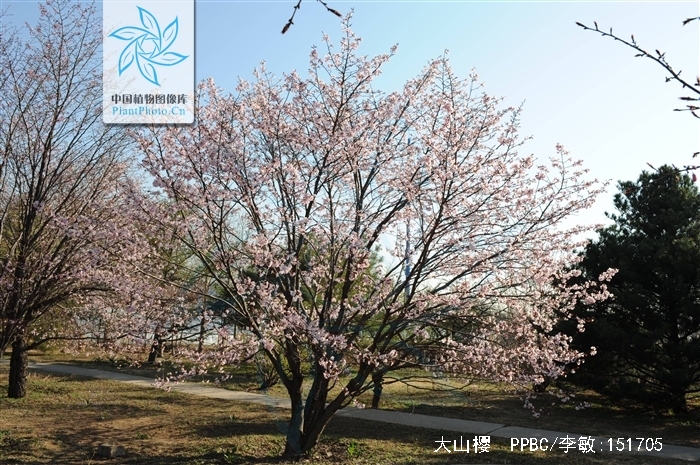  p>大 a target="_blank" href="/item/山樱">山樱 /a>属于蔷薇科李属