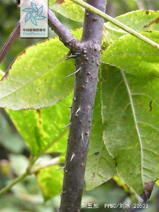  p>刺五加(拉丁学名: i>acanthopanax senticosus  /i>(rupr. maxim.