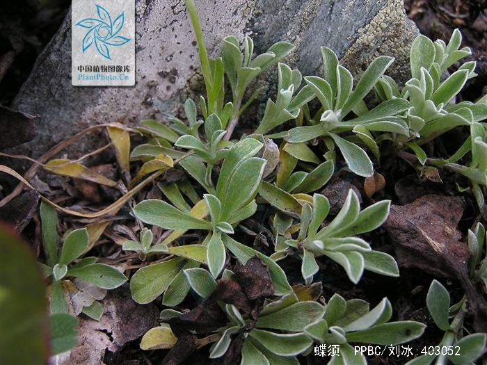  p>蝶须是菊科蝶须属的的小草本,在 a target="_blank" href="/item