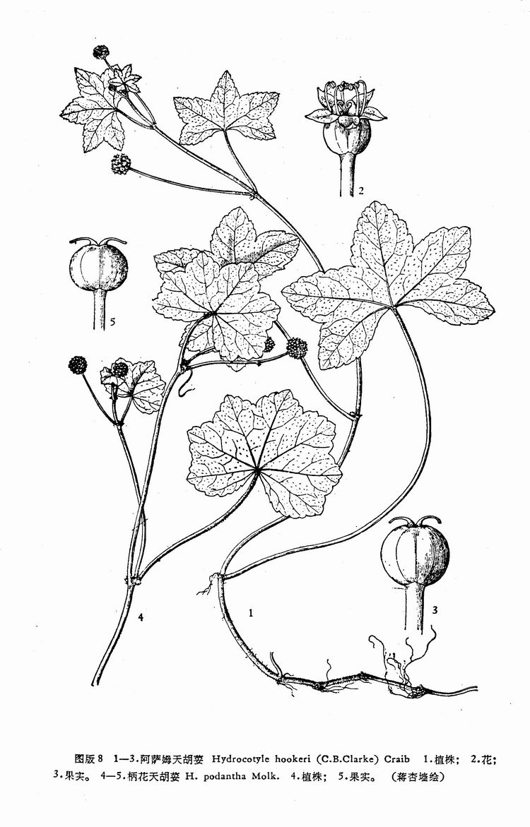 clarke) craib)是伞形科天胡荽属植物,高17—35厘米,匍匐茎细小,近