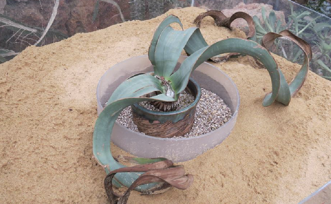 是百岁兰科百岁兰属植物.