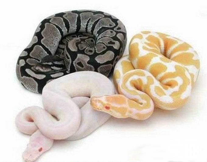  p>球蟒(英文:ball pythons)生活在 a href="#" data-lemmaid="802442