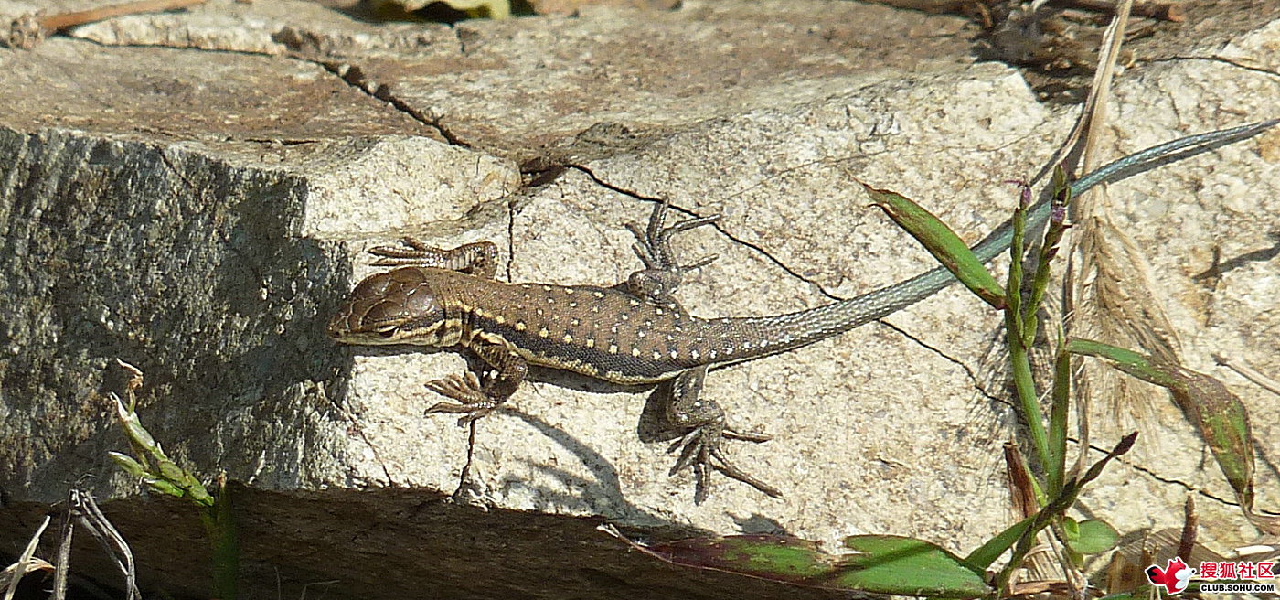  p>麻蜥,又名麻蜥蜴,麻蛇.体长不超过100毫米.吻较窄,吻棱不显.