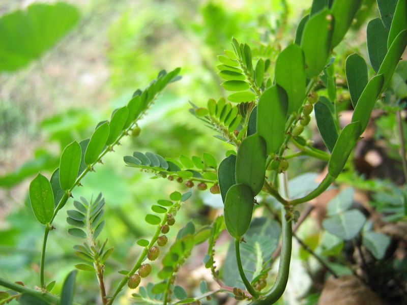 阴草