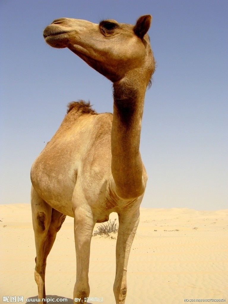 bactrian camel