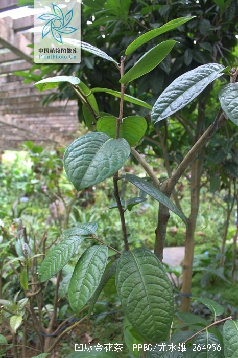  p>凹脉金花茶(学名: i>camellia impressinervis /i> chang et s. y.