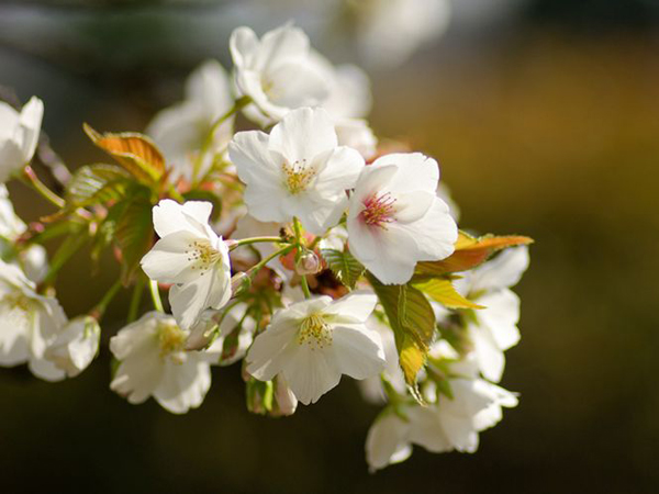  p>樱花(学名: i>cerasus   /i>sp.