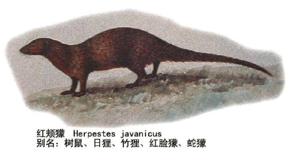  p>红颊獴(拉丁学名: i>herpestes javanicus /i>)又叫斑点獴,赤面獴