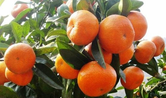 ">w默科特(又称 a target="_blank" href="/item/少核默科特/5427381"