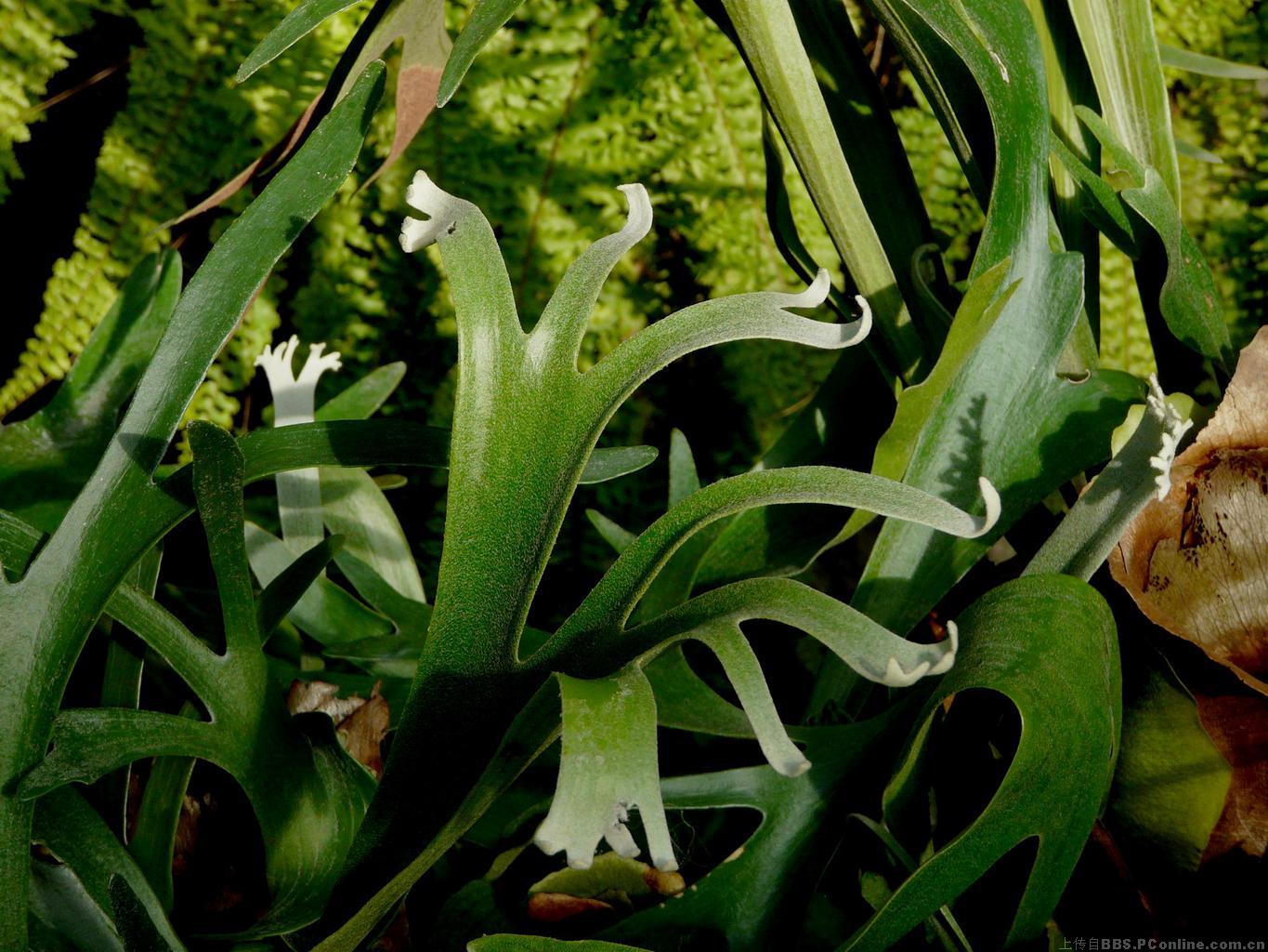  p>鹿角蕨科(学名:platyceriaceae)是真蕨目下一科的植物. /p>