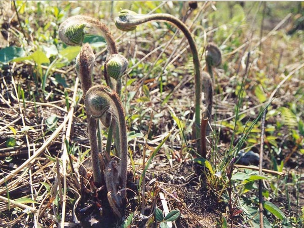 野菜团