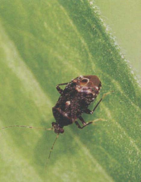 万寿菊牧草盲蝽