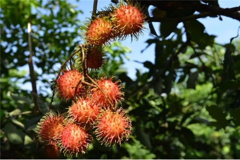 红毛果 作为泰国水果中的 公主 却常常被人说不好吃 百科ta说