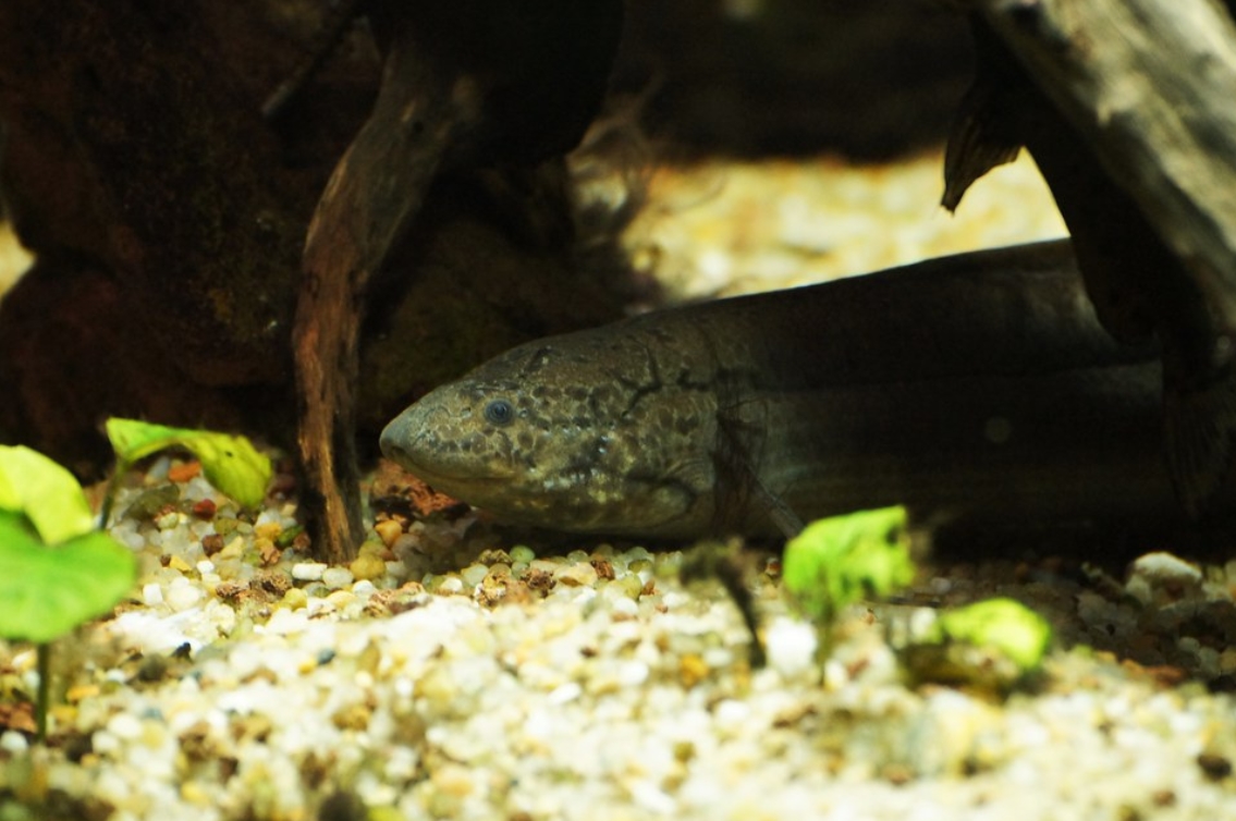  p>长肺鱼(学名: i>protopterus dolloi /i>):是非洲肺鱼科,非洲肺鱼