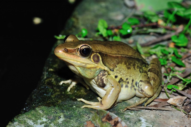 沼水蛙