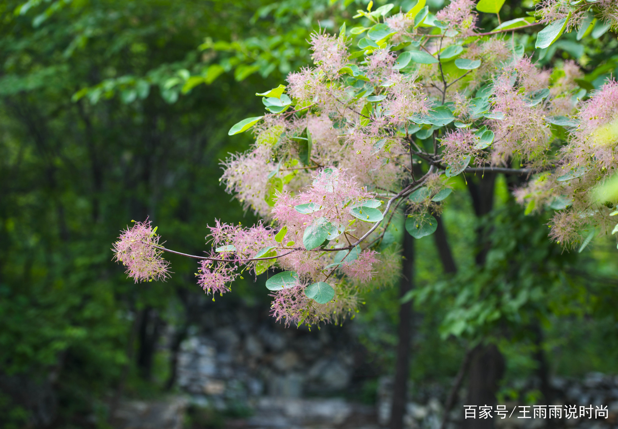 摘一束黄栌花，带回外婆家浪漫，但它柔软的花体让人恋恋不舍_百科TA说